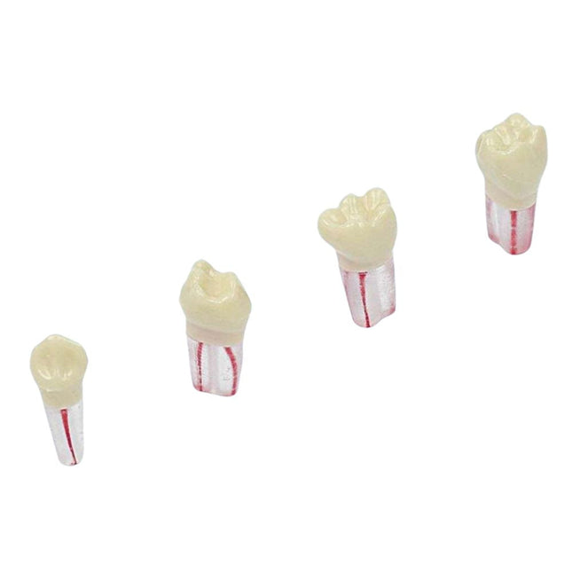 Diente De Endodoncia Blanco X Ud. El Diente De Endodoncia Blanco, es un material de estudio