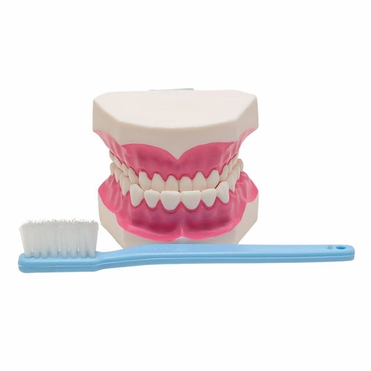 Macromodelo Plastico. El macromodelo con cepillo es una herramienta utilizada en odontología para la enseñanza y el a...