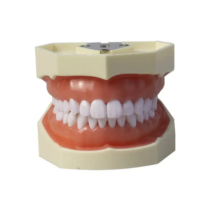 Modelo Articulado Typodont Dyma 200W